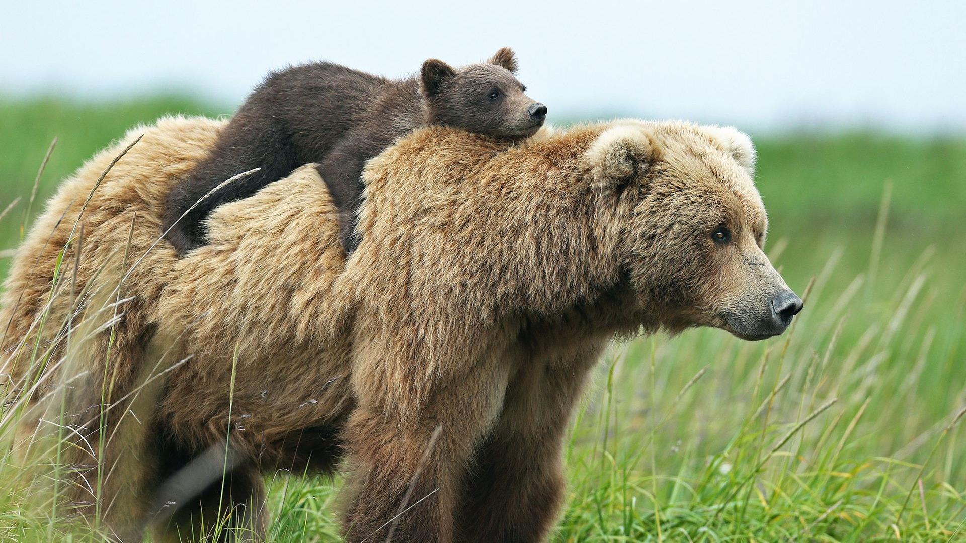 Télécharger le fond d écran Ours brun et son ourson 1920x1080