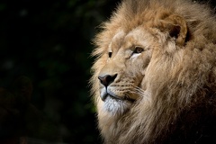 Lion d'afrique - fond d'écran HD