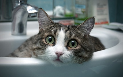 Chat dans le lavabo