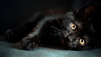 Cat Black  - High Definition (1)