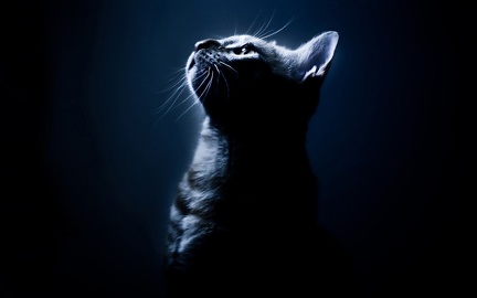 Cat Black  - High Definition (3)