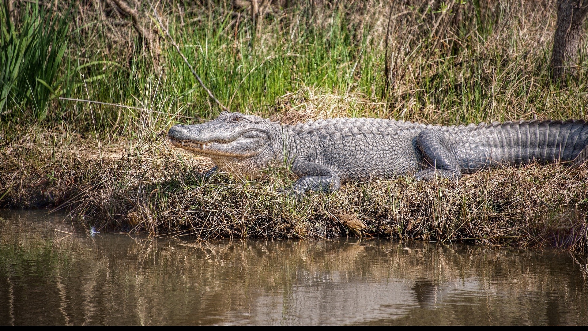 Crocodile fond écran HD.jpg