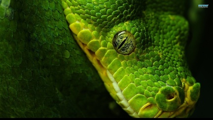 Serpent - Wallpaper HD (3)
