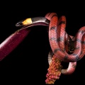 Serpent - Wallpaper HD (12)