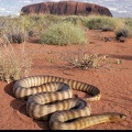 Serpent desert Wallpaper