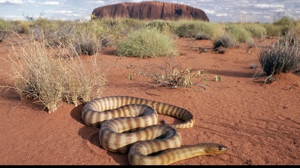 Snake desert wallpaper