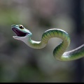 Serpent fond écran (2)