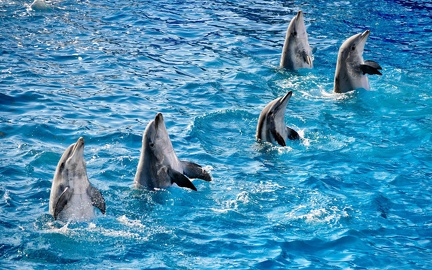 Dolphins water park