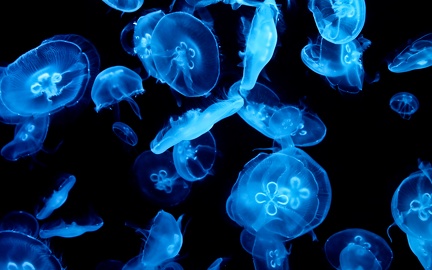 Jellyfish desktop wallpapers