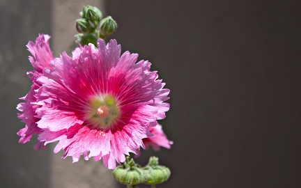 Close-up Flower - HD Wallpaper (2)
