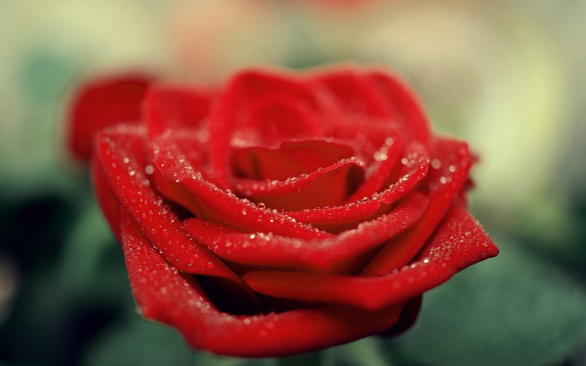 Magnifique rose rouge.jpg