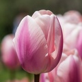 Tulipes - Arrière plan bureau
