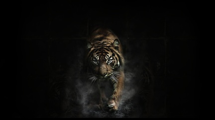 Attaque du tigre