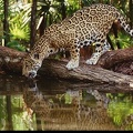 Jaguar - fond écran nature