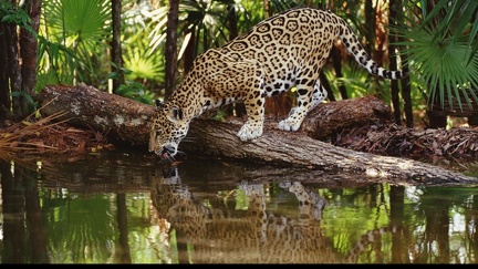 Jaguar - fond écran nature