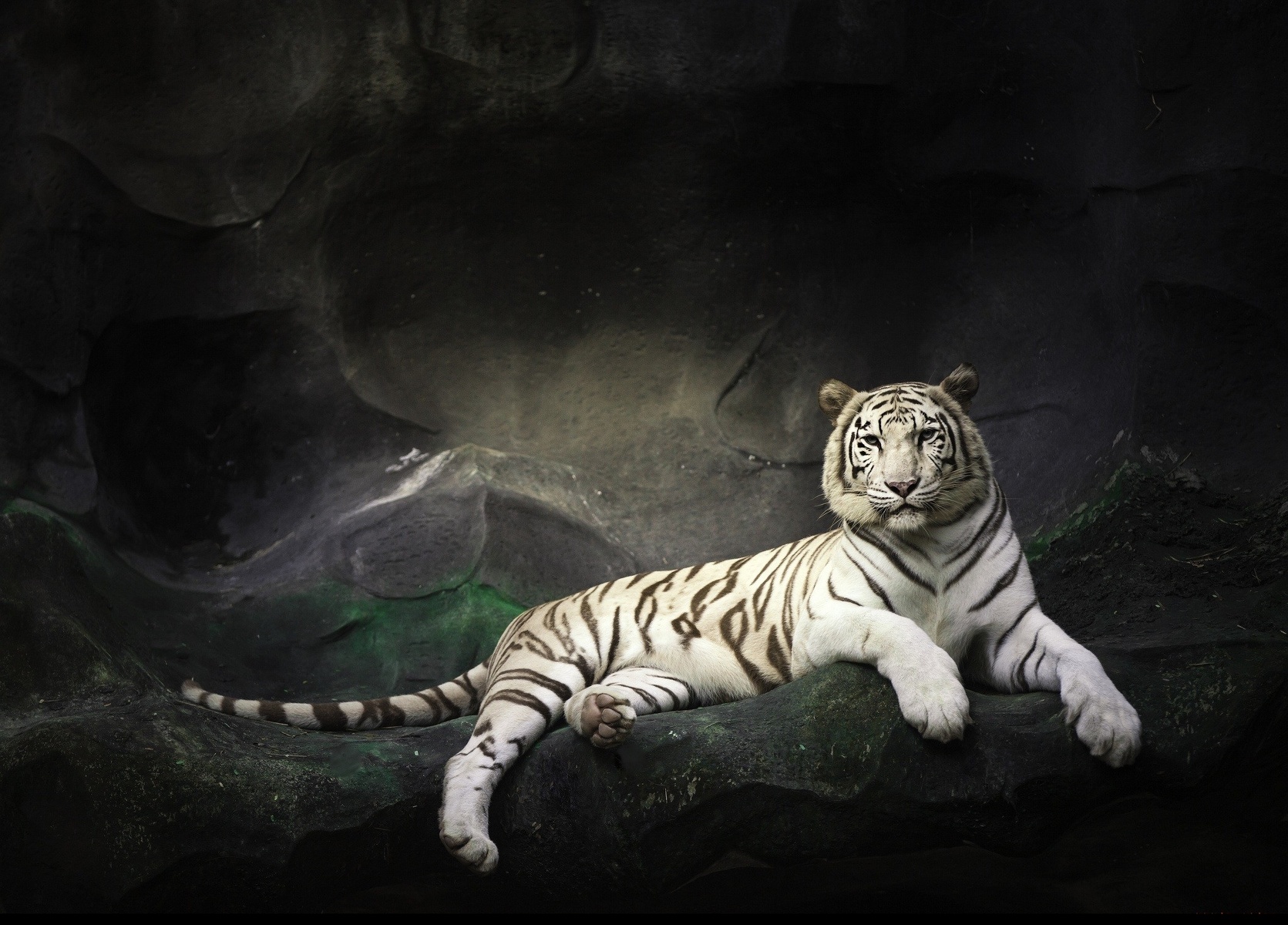 Le tigre blanc.jpg