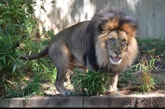 Lion dans un zoo
