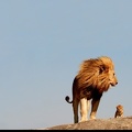 Lion et lionceau