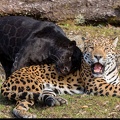 Panthère et léopard