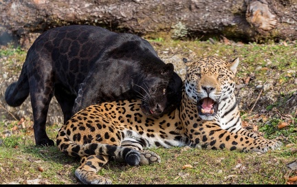 Panther and leopard