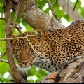 Petit leopard