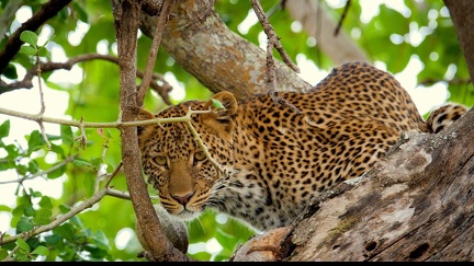 Petit leopard