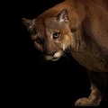 Puma - animal wallpaper