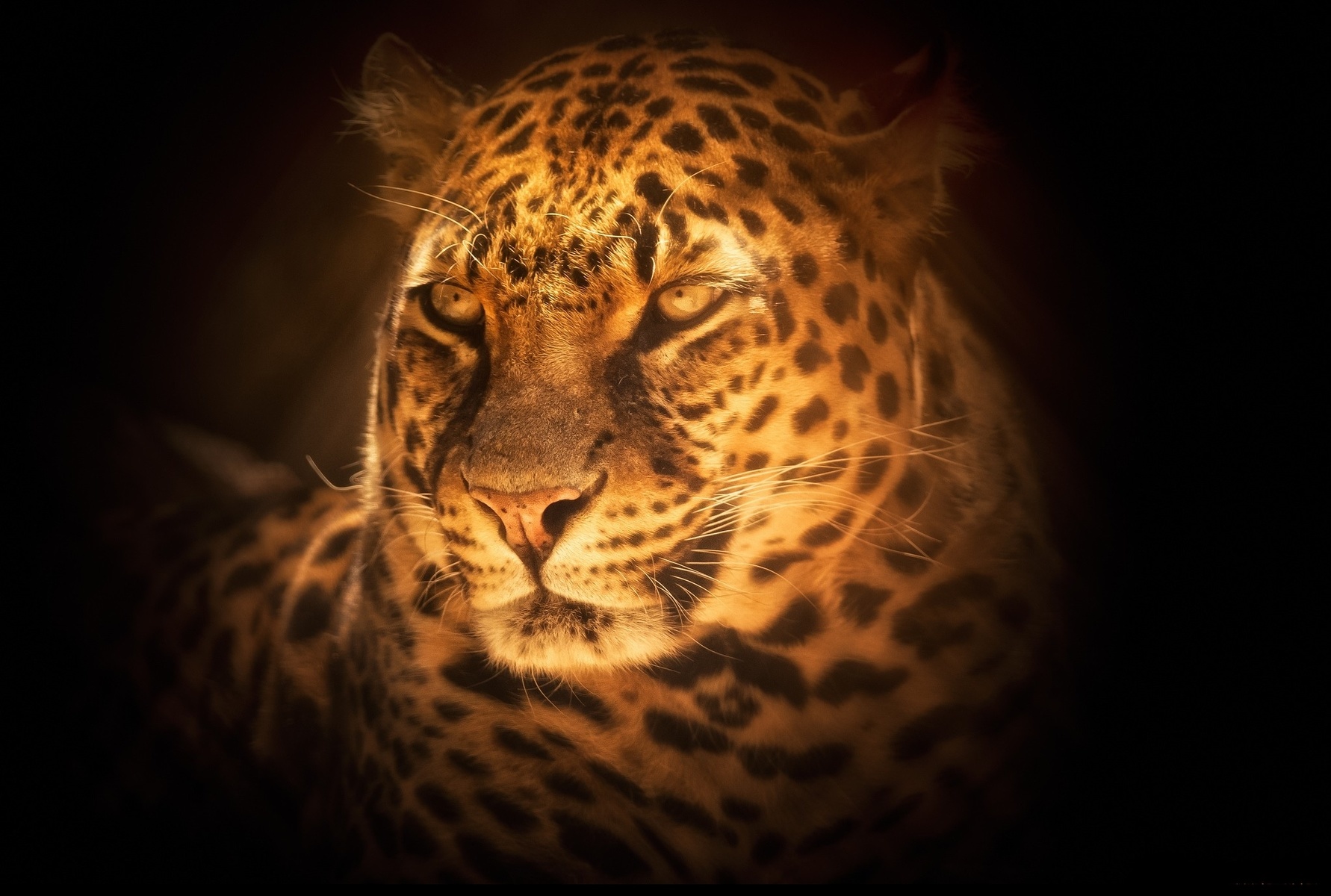 Superbe léopard.jpg