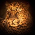 Superbe léopard