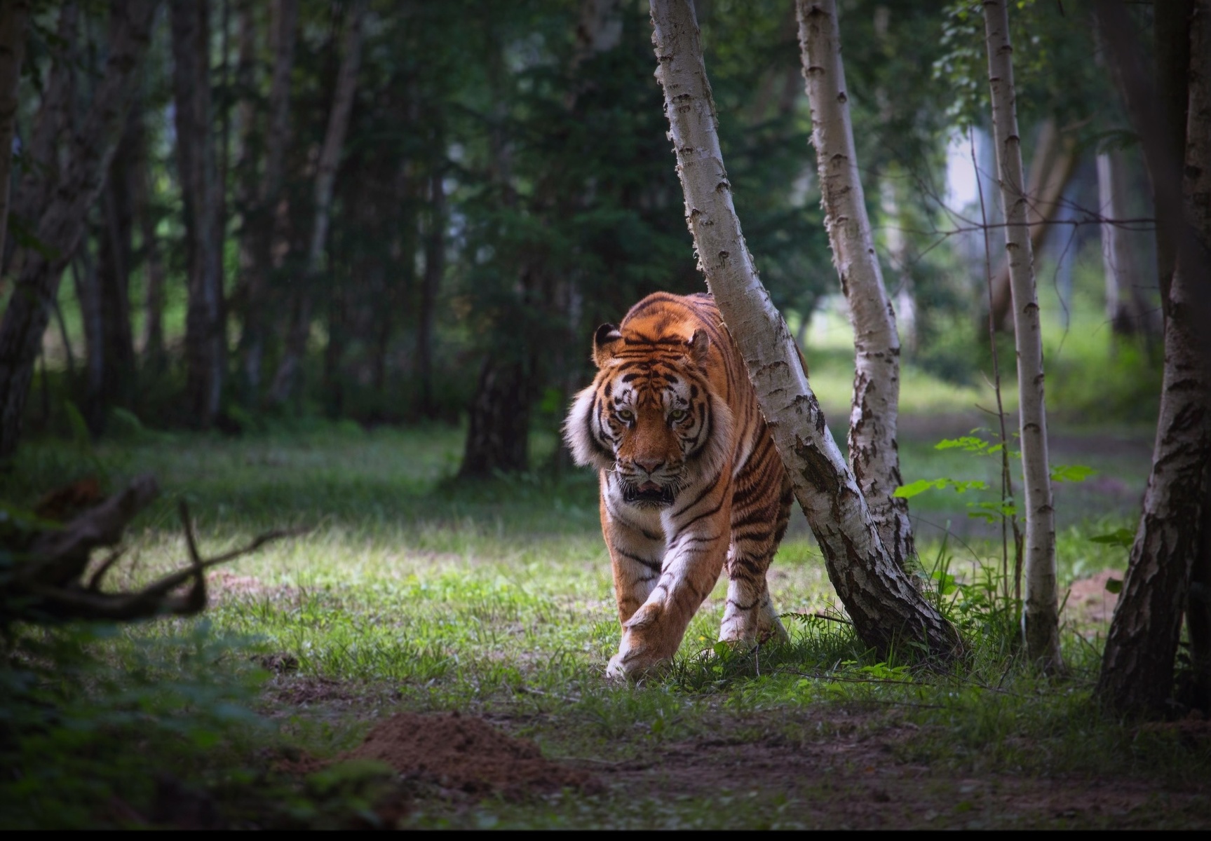 Tigre dans la forêt