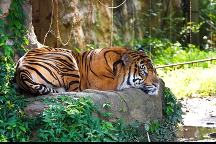 Tiger in a zoo