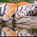 Tigre endormi
