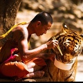 Tigre et moine bouddhiste