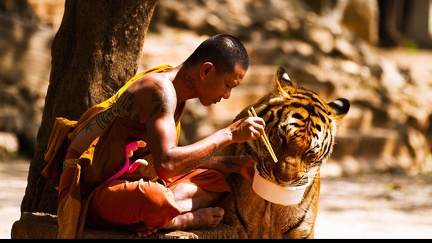 Tiger and Buddhist monk