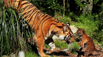 Tigre et son petit