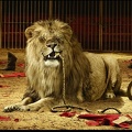 Vengeance du lion - montage photo