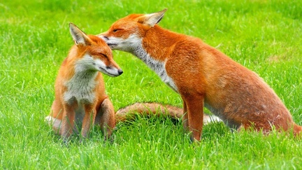 Couple of foxes