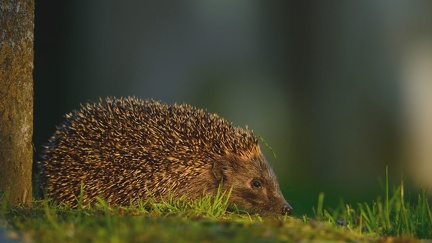 Hedgehog - wallpaper