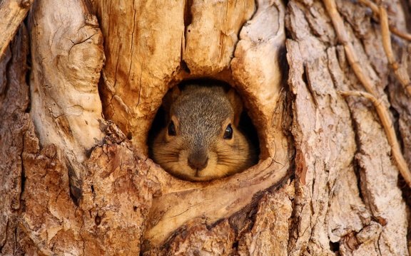 Ecureuil dans sa cachette