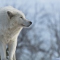 Loup blanc - wallpaper
