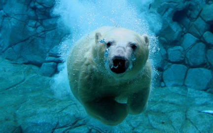Ours blanc sous l'eau