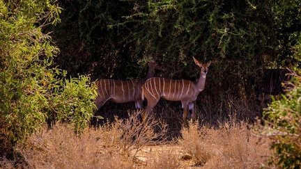 Striped antelope