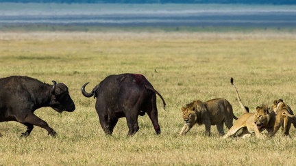 Attack of lions on buffaloes