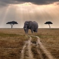 Elephant dans la savane