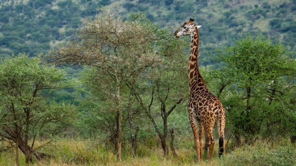 Girafe - fond écran HD