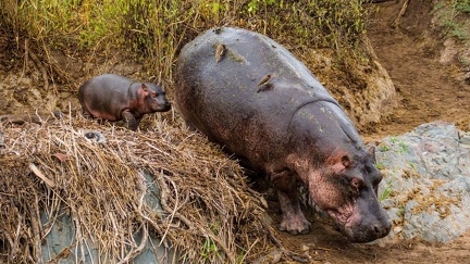 Hippo and her baby