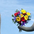 Montage photo - éléphants romantiques