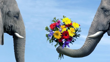 Montage photo - éléphants romantiques