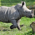 Petit rhinocéros