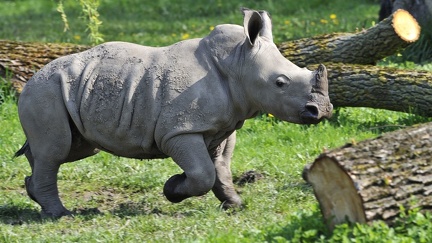 Little rhinoceros